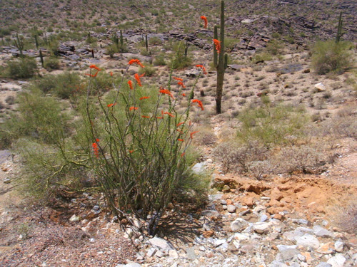 Bush Flowers.